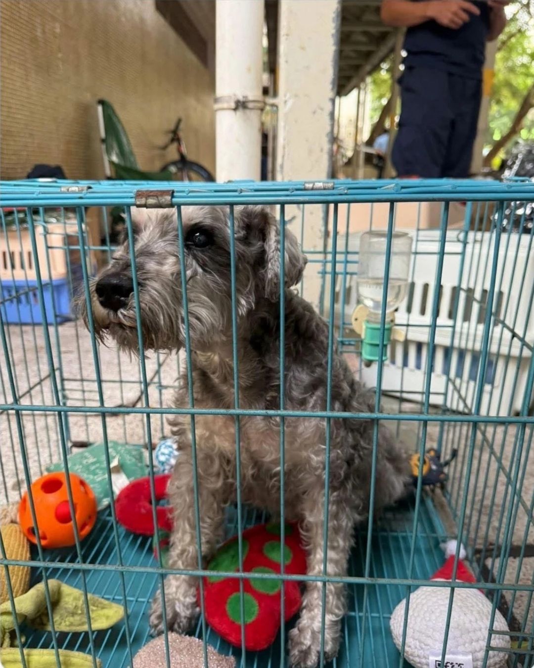 Câu chuyện cảm động giữa tang thương vụ cháy chung cư Hong Kong và lòng dũng cảm lính cứu hỏa - Ảnh 5. Câu chuyện cảm động giữa tang thương vụ cháy chung cư Hong Kong và lòng dũng cảm lính cứu hỏa - Ảnh 5.