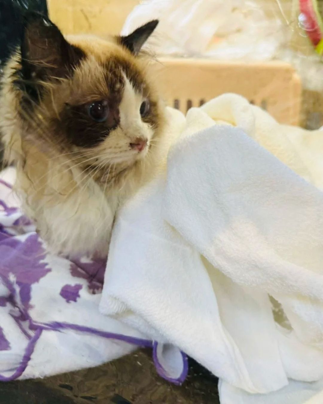 Câu chuyện cảm động giữa tang thương vụ cháy chung cư Hong Kong và lòng dũng cảm lính cứu hỏa - Ảnh 7. Câu chuyện cảm động giữa tang thương vụ cháy chung cư Hong Kong và lòng dũng cảm lính cứu hỏa - Ảnh 7.