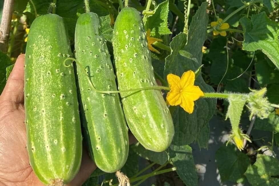 Đi chợ thấy 5 loại rau củ này thì quay lưng mà đi, tuyệt đối KHÔNG MUA- Ảnh 3.