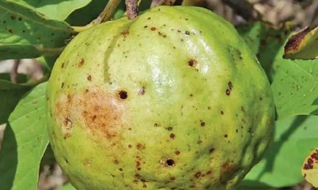 Đi chợ thấy 5 loại quả thì rẻ mấy cũng KHÔNG mua, người bán còn chẳng dám ăn- Ảnh 1.