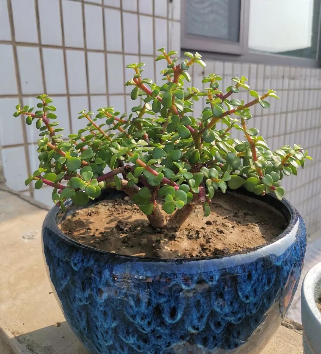 Tôi buộc phải bỏ cây ngọc bích đã trồng suốt 8 năm: Bốn lý do khiến “cây tài lộc” trở thành gánh nặng trong nhà - Ảnh 1.