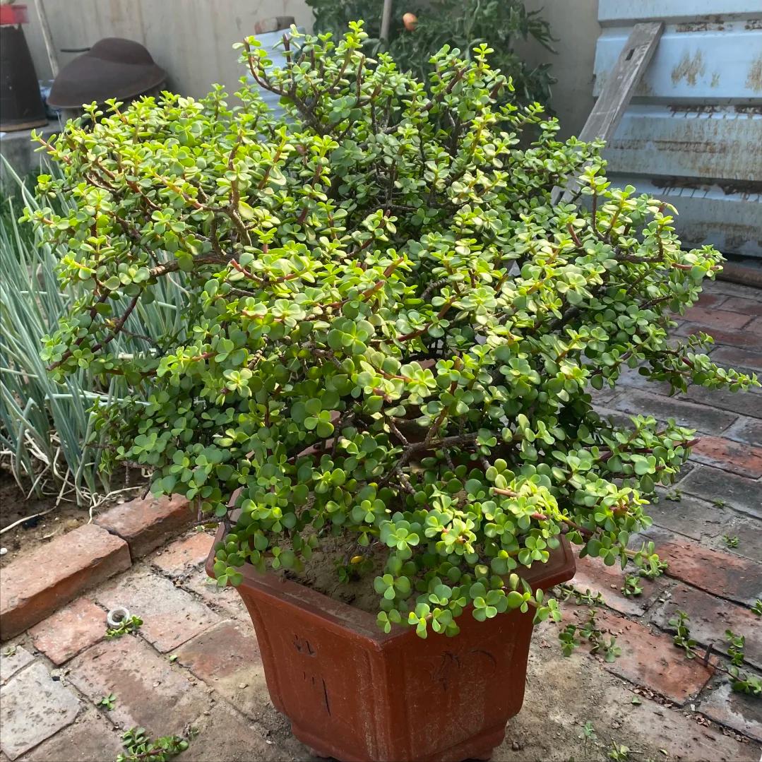 Tôi buộc phải bỏ cây ngọc bích đã trồng suốt 8 năm: Bốn lý do khiến “cây tài lộc” trở thành gánh nặng trong nhà - Ảnh 2.