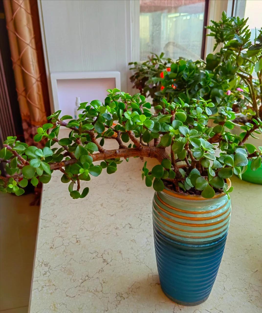 Tôi buộc phải bỏ cây ngọc bích đã trồng suốt 8 năm: Bốn lý do khiến “cây tài lộc” trở thành gánh nặng trong nhà - Ảnh 4.