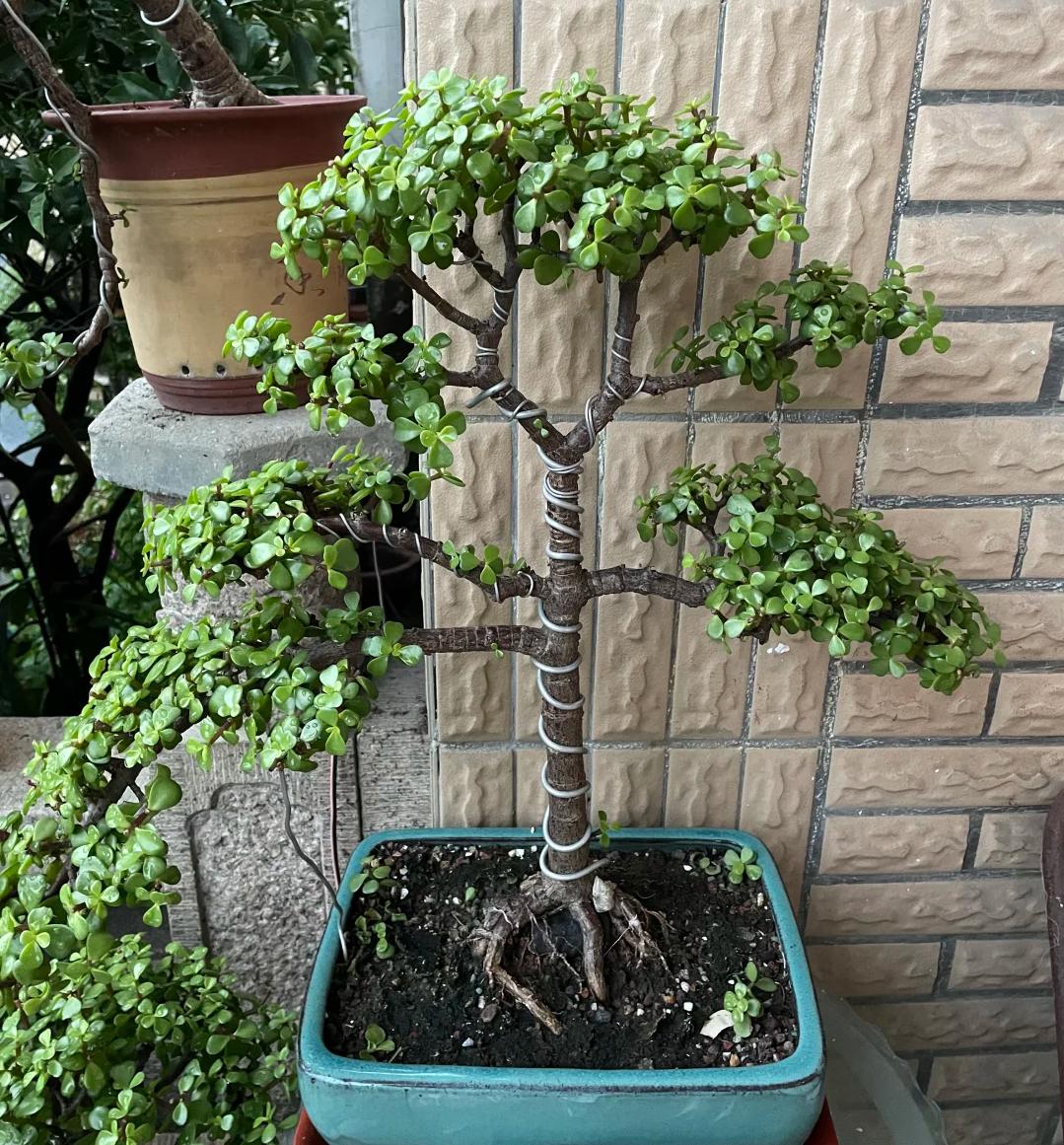 Tôi buộc phải bỏ cây ngọc bích đã trồng suốt 8 năm: Bốn lý do khiến “cây tài lộc” trở thành gánh nặng trong nhà - Ảnh 3.