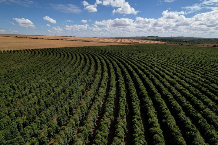 2025-10-22t080103z309748670rc2zmfa5anz4rtrmadp3brazil-coffee-environment-1-10333982-1762253270984-17622532717061805902466.jpg