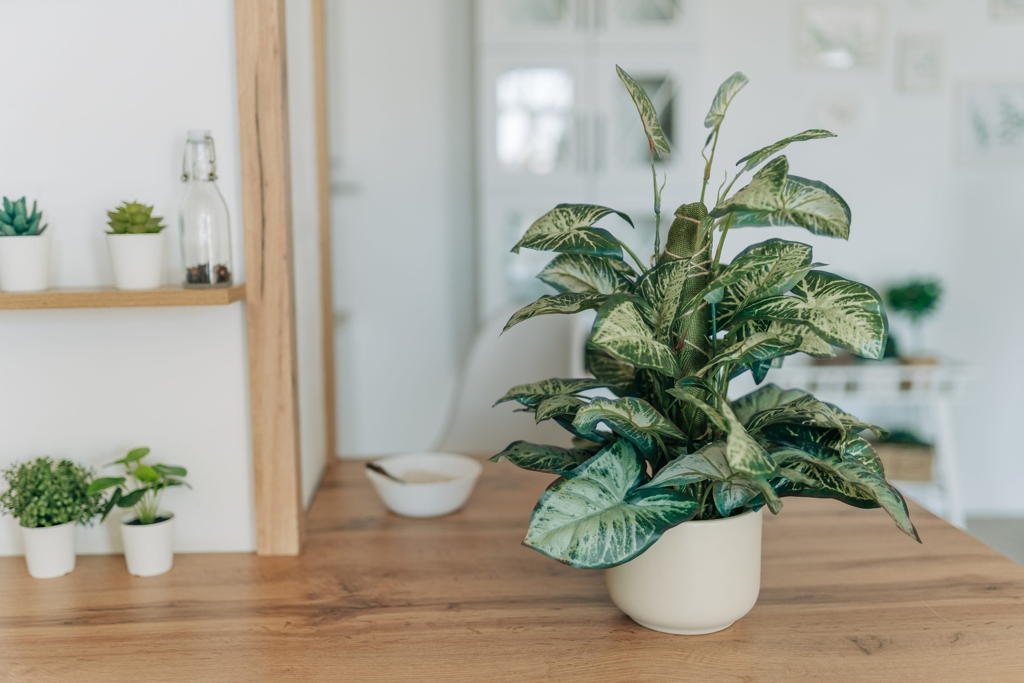 artificial-plant-closed-up-of-fiddle-leaf-fig-tree-royalty-free-image-1751943517-17622426030331037299952-1762243510109-1762243510409979222329.jpg