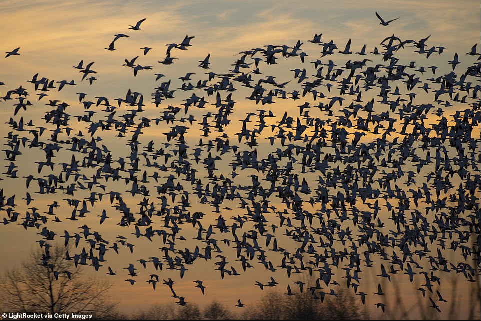 Hàng triệu con chim có hành vi lạ trên bầu trời, nhà khoa học cảnh báo: Dấu hiệu chẳng lành cho nhân loại- Ảnh 1.
