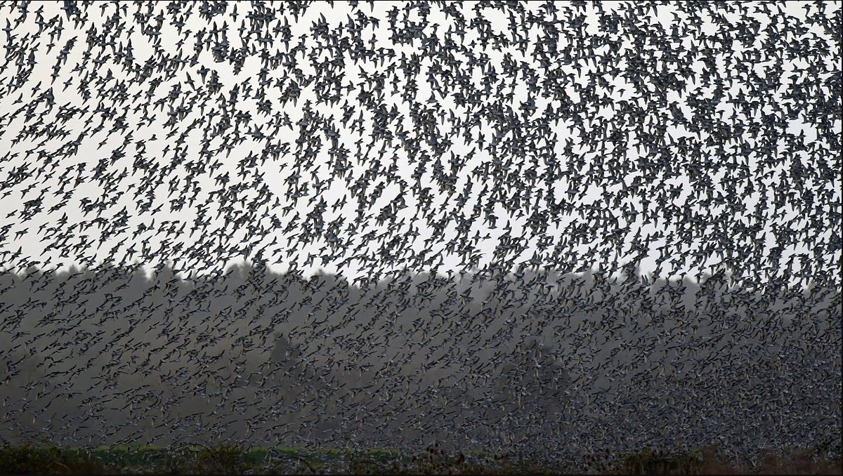 Hàng triệu con chim có hành vi lạ trên bầu trời, nhà khoa học cảnh báo: Dấu hiệu chẳng lành cho nhân loại- Ảnh 3.