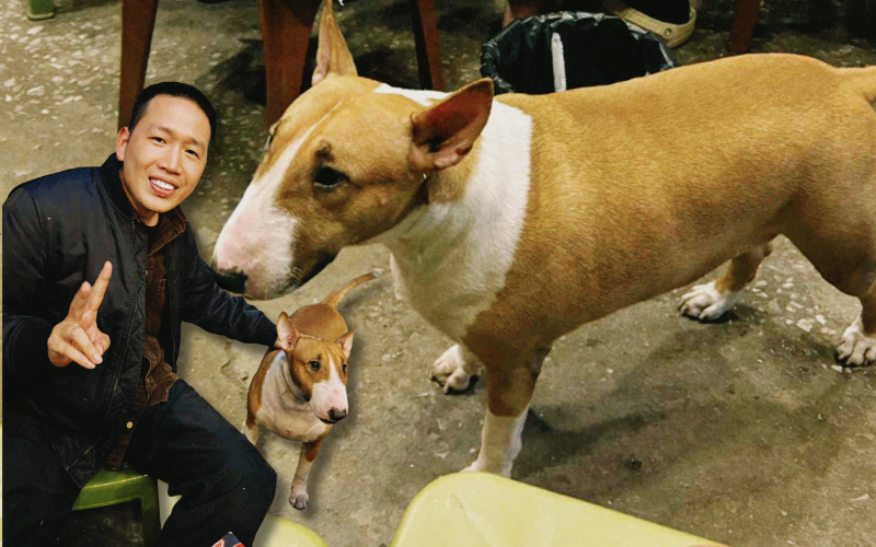 Cơn sốt Tiệm phở anh Hai và chú chó Bull Terrier nổi tiếng gây bão mạng ...