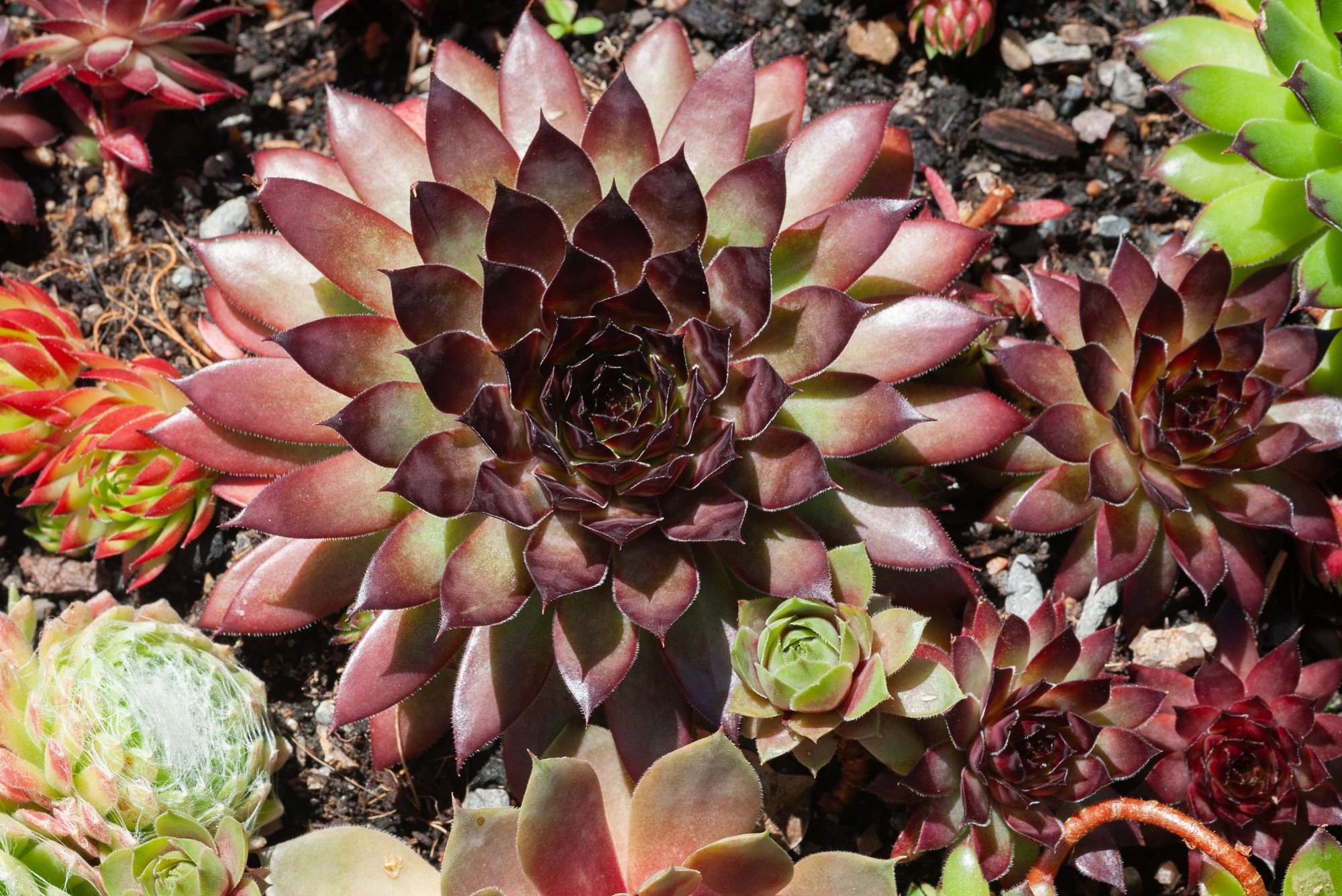 sempervivums-in-mixed-planting-outdoors-royalty-free-image-1758867682-1762250521110610360682-1762252533672-1762252533816797652543.jpg