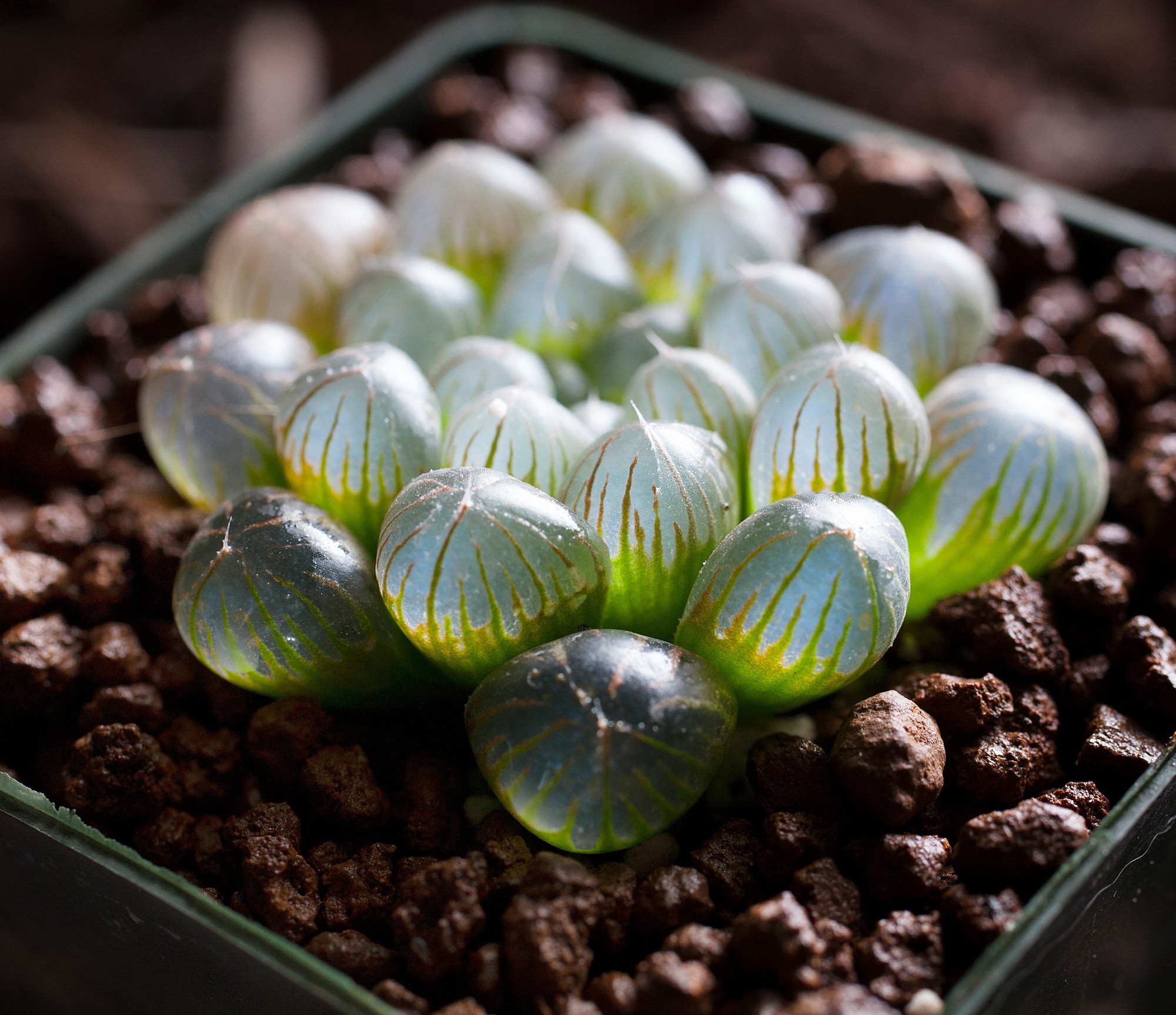 shot-of-a-rare-kasuki-haworthia-obtusa-transparent-royalty-free-image-1758867776-1762250620174256819766-1762252537799-17622525380681911657725.jpg