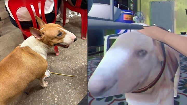 Giống hệt cậu Vàng trong 'Tiệm phở anh Hai', chú chó nổi tiếng cõi mạng - Ảnh 1.