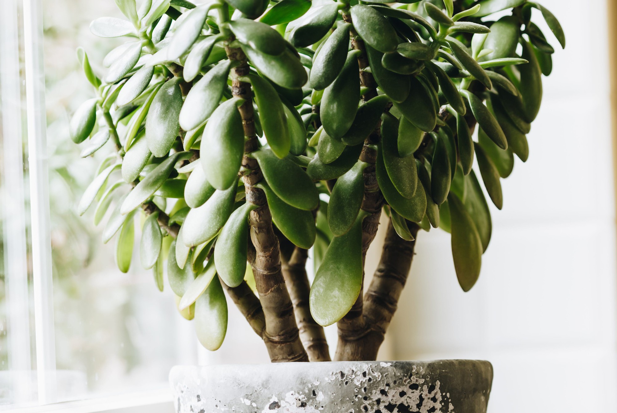 urban-living-and-styling-with-indoor-plants-royalty-free-image-1758867585-1762250741428305485394-1762252540726-1762252540855540324797.jpg