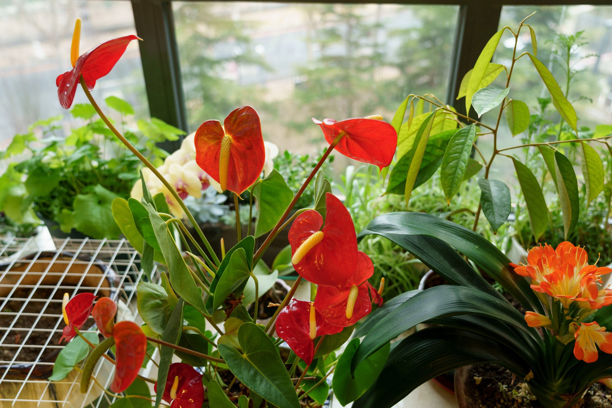 close-up-of-anthurium-and-clivia-plant-on-window-royalty-free-image-1757408744-17622627993951522900572-1762306130159-17623061302501863784131.jpg