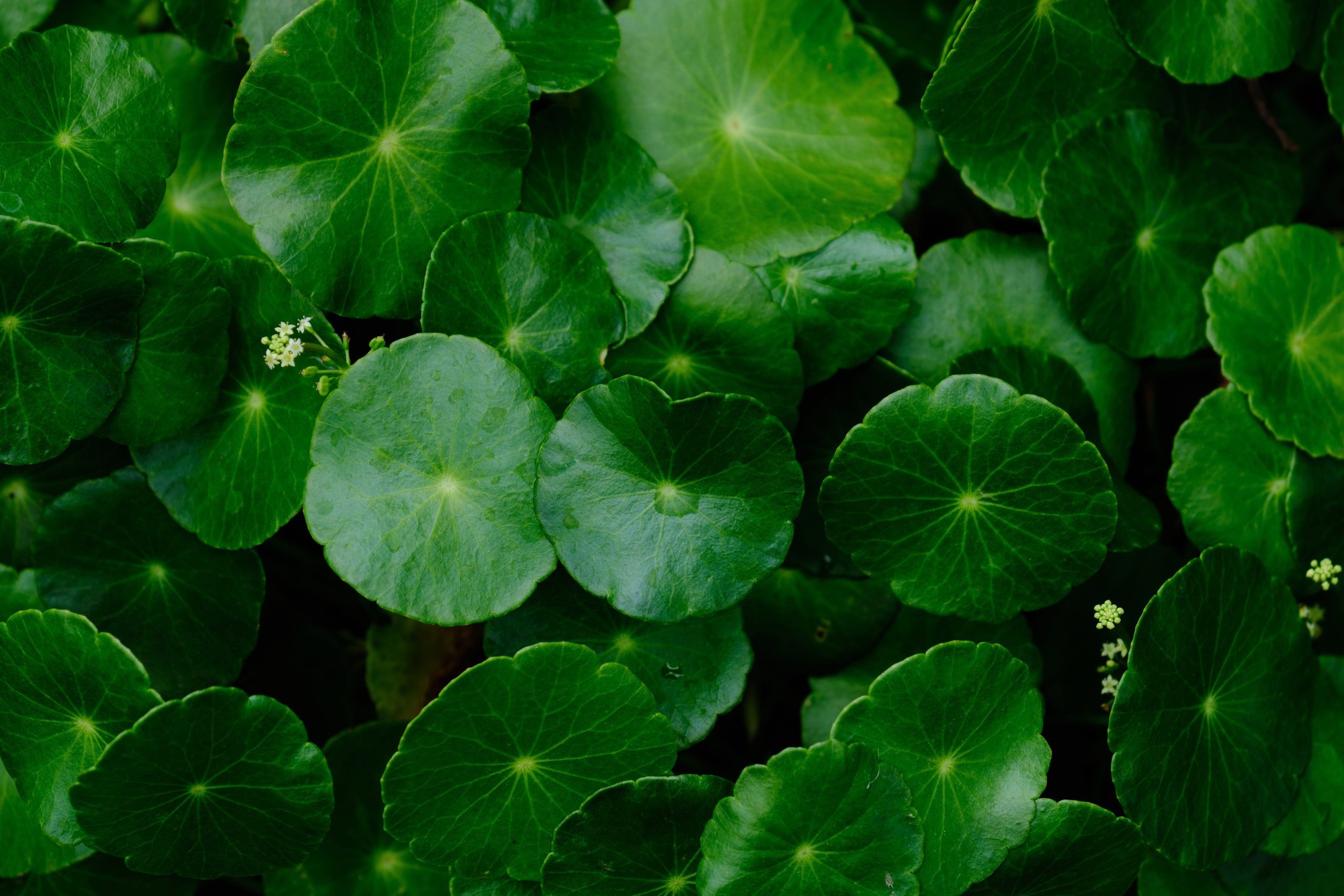 close-up-view-of-the-centella-asiatica-leaf-royalty-free-image-1757408935-176226281504451149233-1762306131757-17623061318932048521803.jpg