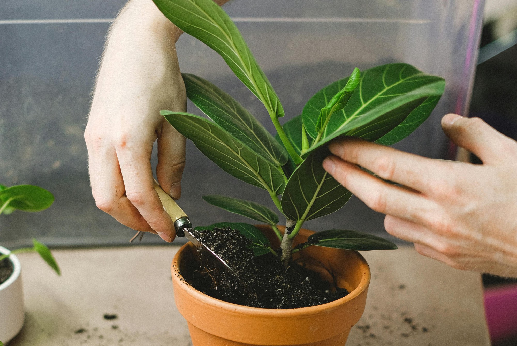 hands-planting-a-fiddle-leaf-fig-in-a-terracotta-royalty-free-image-1757408124-17622627384891804550459-1762306125659-17623061257782117539083.jpg