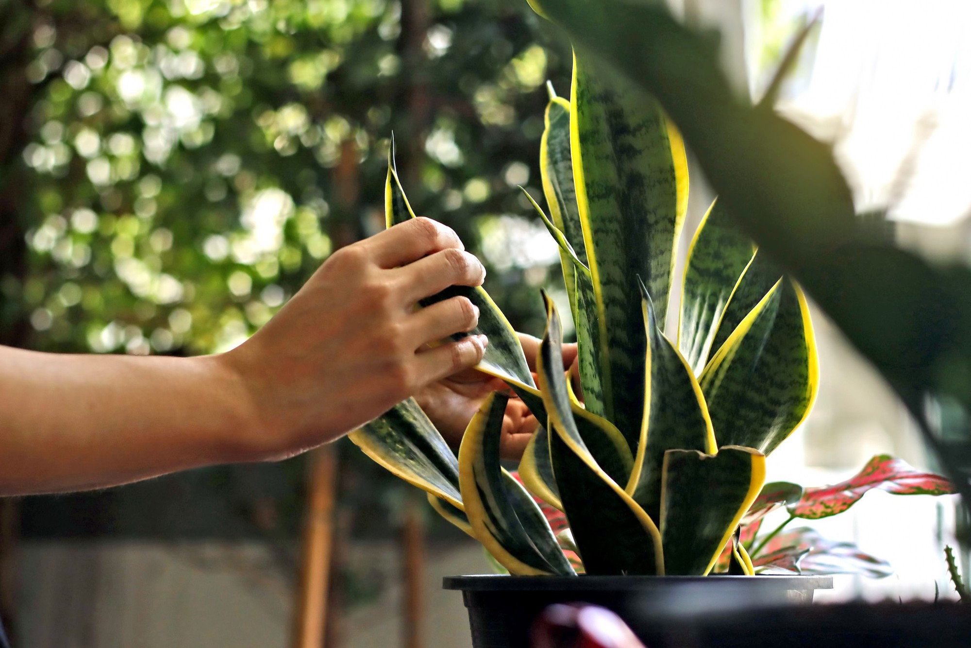 hands-tending-to-a-snake-plant-indoors-royalty-free-image-1757407458-1762262651534121594524-1762306122793-17623061229111049651123.jpg