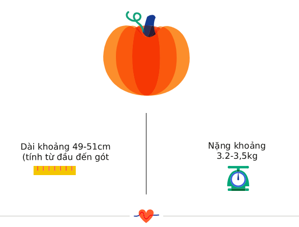 Tuần thai thứ 39: Bé yêu chờ ngày chào đời, tử cung của mẹ co bóp mạnh- Ảnh 3.