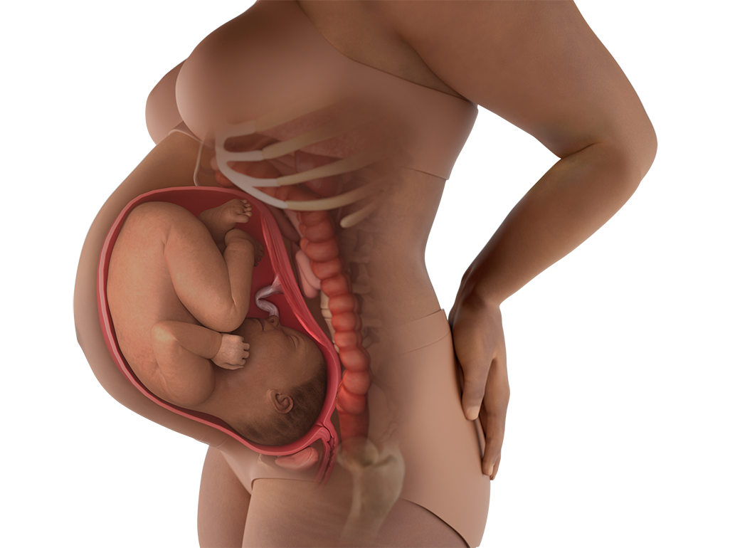 Tuần thai thứ 40: Ngày dự sinh đã đến, bé đã hoàn toàn sẵn sàng gặp mẹ rồi!- Ảnh 4. Tuần thai thứ 40: Ngày dự sinh đã đến, bé đã hoàn toàn sẵn sàng gặp mẹ rồi!- Ảnh 4.