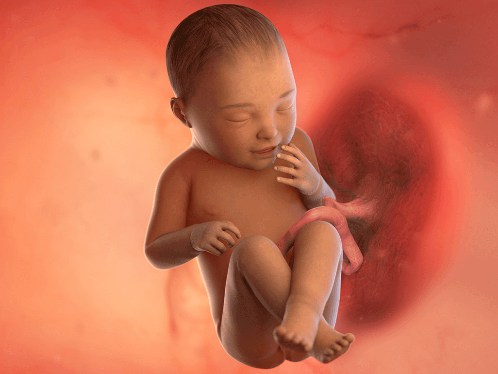 Tuần thai thứ 40: Ngày dự sinh đã đến, bé đã hoàn toàn sẵn sàng gặp mẹ rồi!- Ảnh 2. Tuần thai thứ 40: Ngày dự sinh đã đến, bé đã hoàn toàn sẵn sàng gặp mẹ rồi!- Ảnh 2.