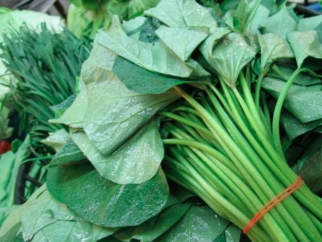 Đừng chỉ ăn củ, lá loại cây này quý như &quot;nhân sâm người nghèo&quot;, ở quê rất nhiều bỏ qua quá phí - Ảnh 2.