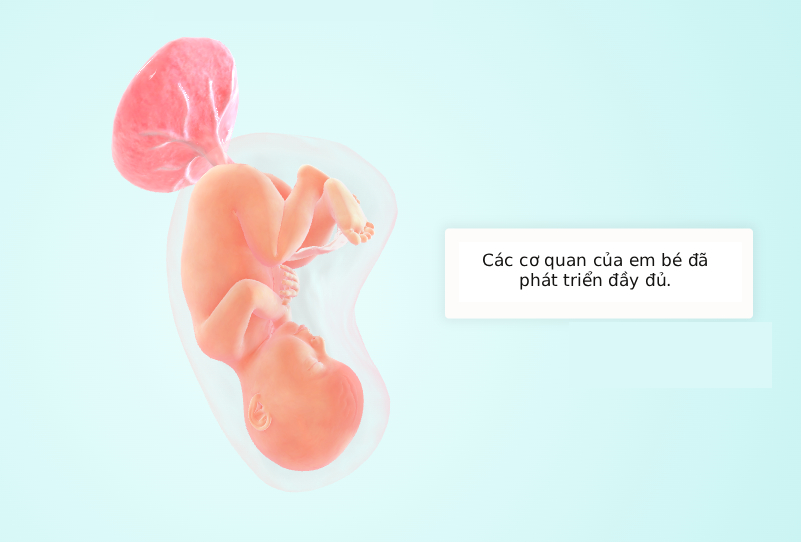 Tuần thai thứ 40: Ngày dự sinh đã đến, bé đã hoàn toàn sẵn sàng gặp mẹ rồi!- Ảnh 5. Tuần thai thứ 40: Ngày dự sinh đã đến, bé đã hoàn toàn sẵn sàng gặp mẹ rồi!- Ảnh 5.