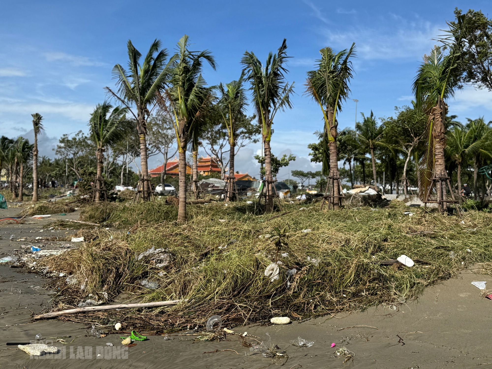 Bãi biển Đà Nẵng ngổn ngang sau bão số 13 Kalmaegi - Ảnh 6. Hình ảnh bãi biển Đà Nẵng ngổn ngang sau bão số 13 Kalmaegi - Ảnh 5.