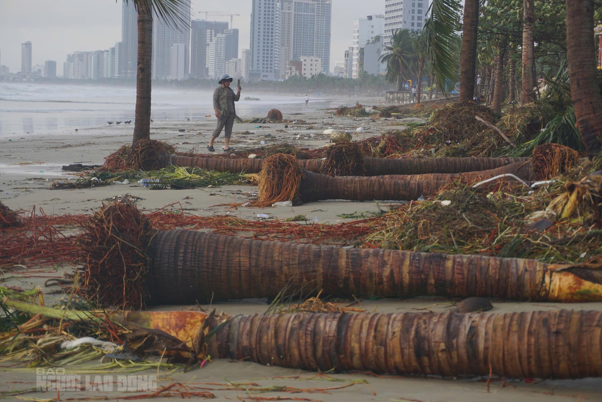 Bãi biển Đà Nẵng ngổn ngang sau bão số 13 Kalmaegi - Ảnh 7. Hình ảnh bãi biển Đà Nẵng ngổn ngang sau bão số 13 Kalmaegi - Ảnh 6.