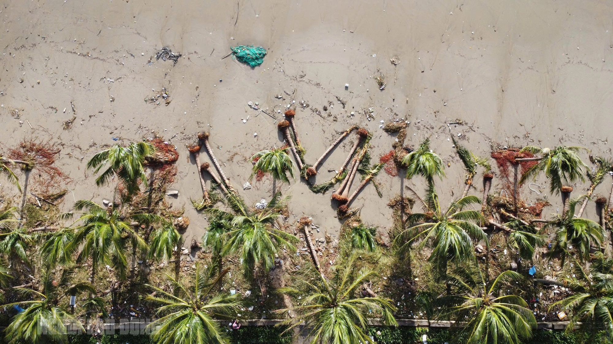 Bãi biển Đà Nẵng ngổn ngang sau bão số 13 Kalmaegi - Ảnh 13. Hình ảnh bãi biển Đà Nẵng ngổn ngang sau bão số 13 Kalmaegi - Ảnh 12.