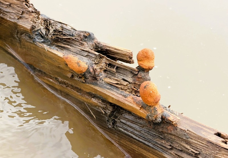 Sau bão Kalmaegi, người dân bất ngờ phát hiện vật lạ dài, báu vật từng mất dấu nay lại hiện rõ mồn một, công nghệ phân tích có gì? - Ảnh 3.