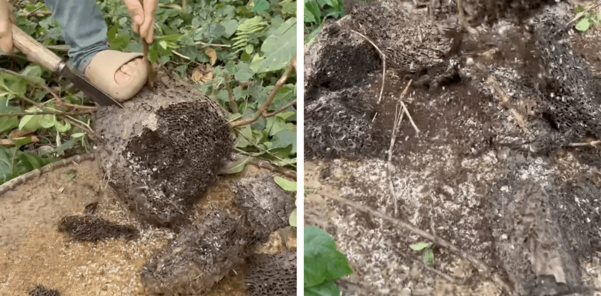 Món ăn hiếm nhất Đông Bắc: Kẻ rùng mình né xa, người mê đến độ dị ứng vẫn cố ăn - Ảnh 2. Món ăn hiếm nhất Đông Bắc: Kẻ rùng mình né xa, người mê đến độ dị ứng vẫn cố ăn - Ảnh 2.