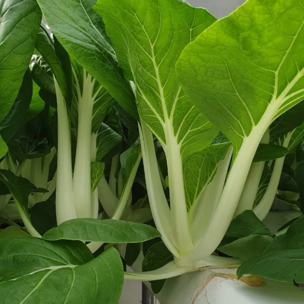 Phơi khô 4 lọai rau củ để ăn ngon quanh năm, giữ hương vị tuyệt vời - Ảnh 7. Phơi khô 4 lọai rau củ để ăn ngon quanh năm, giữ hương vị tuyệt vời - Ảnh 7.