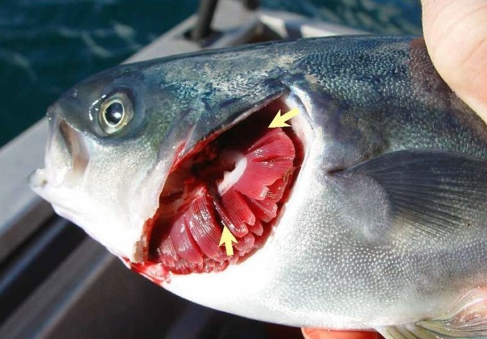 7 dấu hiệu cho thấy cá nhiễm ký sinh trùng, tuyệt đối không mua- Ảnh 1.