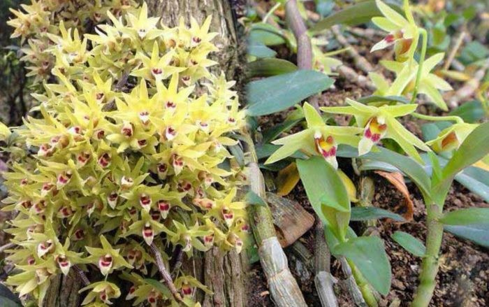 Khám phá bánh Thạch Hộc: Tiên dược dưỡng nhàn từ vùng núi sương mù - Ảnh 2. Khám phá bánh Thạch Hộc: Tiên dược dưỡng nhàn từ vùng núi sương mù - Ảnh 2.