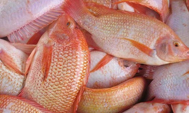 5 loại cá nội địa Việt ngon bổ ngang hàng cá ngoại, quan trọng là giá rẻ bằng 1/2- Ảnh 2. 5 loại cá nội địa Việt ngon bổ ngang hàng cá ngoại, quan trọng là giá rẻ bằng 1/2- Ảnh 2.