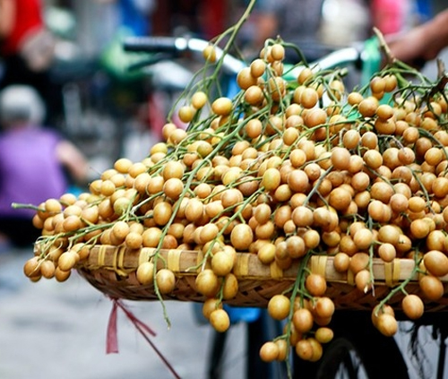 Loại quả nhỏ bé với hương vị chua ngọt đặc trưng, bất ngờ là vị thuốc quý tốt cho sức khỏe - Ảnh 1.