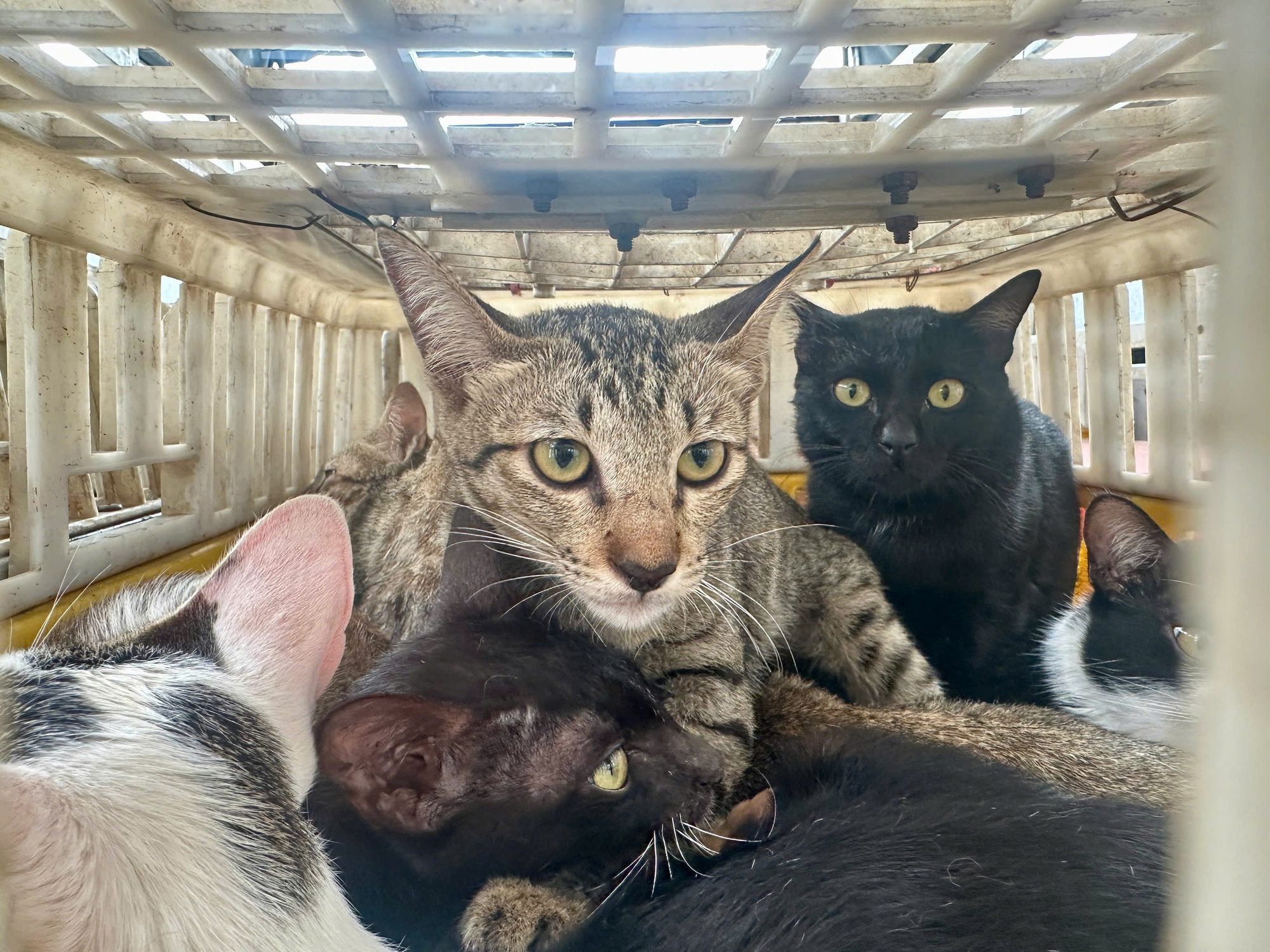 Bắt quả tang kho lạnh chứa hơn 700kg m&egrave;o kh&ocirc;ng r&otilde; nguồn gốc ở Đồng Th&aacute;p - Ảnh 4.