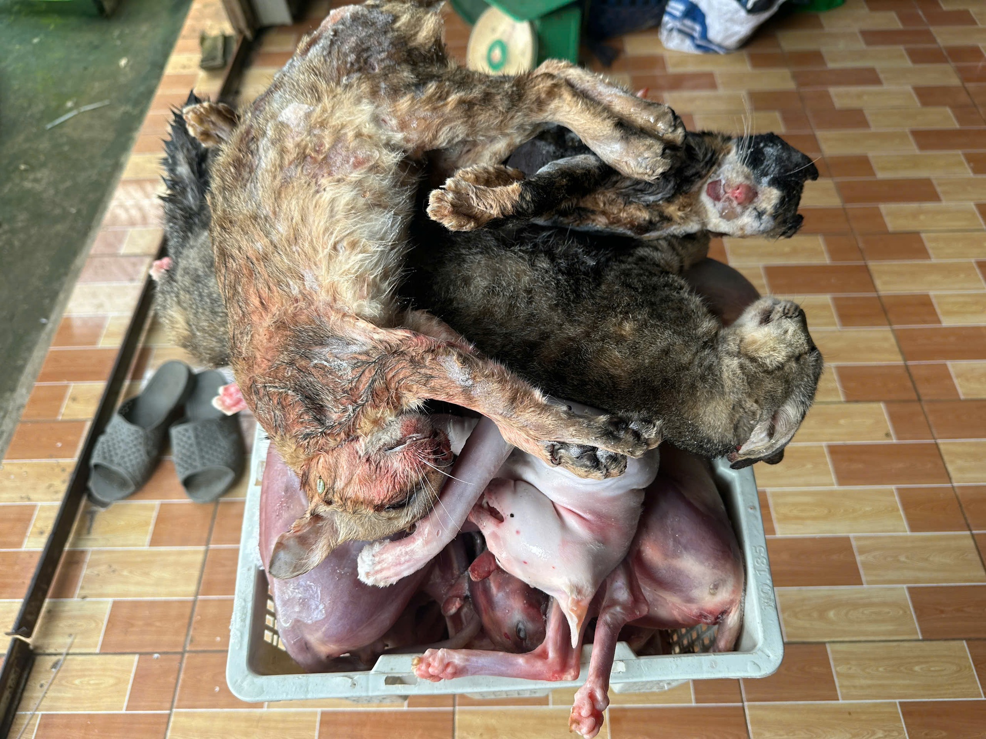 Bắt quả tang kho lạnh chứa hơn 700kg m&egrave;o kh&ocirc;ng r&otilde; nguồn gốc ở Đồng Th&aacute;p - Ảnh 2.