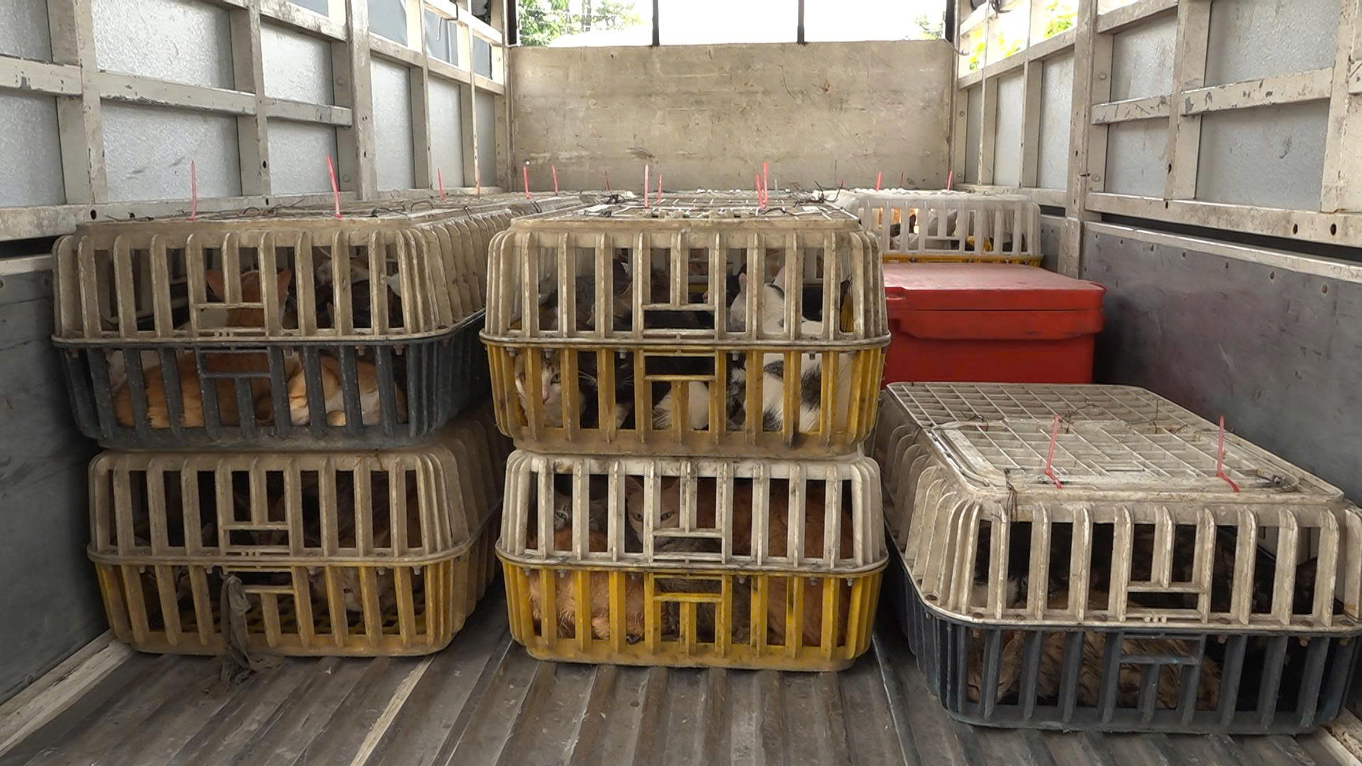 Bắt quả tang kho lạnh chứa hơn 700kg m&egrave;o kh&ocirc;ng r&otilde; nguồn gốc ở Đồng Th&aacute;p - Ảnh 3.