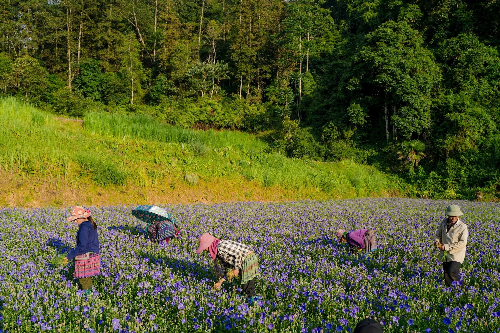 Trồng cỏ c&acirc;y: Doanh nghiệp Việt chinh phục thị trường dược liệu 10 tỷ USD - Ảnh 4.