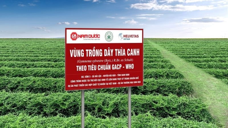 Trồng cỏ c&acirc;y: Doanh nghiệp Việt chinh phục thị trường dược liệu 10 tỷ USD - Ảnh 5.