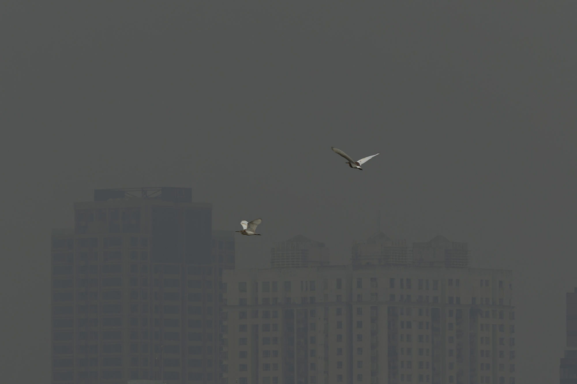 Kh&ocirc;ng kh&iacute; &ocirc; nhiễm bao tr&ugrave;m những ng&agrave;y cuối năm: H&agrave; Nội m&ugrave; mịt, TP.HCM tối sầm d&ugrave; đ&atilde; 8h s&aacute;ng- Ảnh 28.