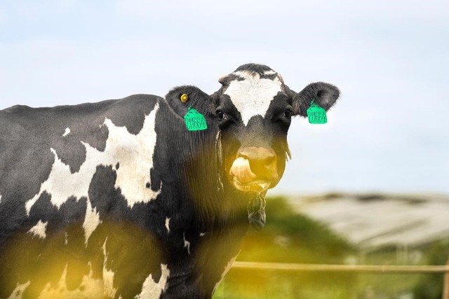 Giải mã “4 chốt chặn” giúp Vinamilk Green Farm A2 trở thành sữa tươi đầu tiên tại Châu Á đạt Clean Label Project khắt khe hơn FDA - Ảnh 1. Giải mã “4 chốt chặn” giúp Vinamilk Green Farm A2 trở thành sữa tươi đầu tiên tại Châu Á đạt Clean Label Project khắt khe hơn FDA - Ảnh 1.