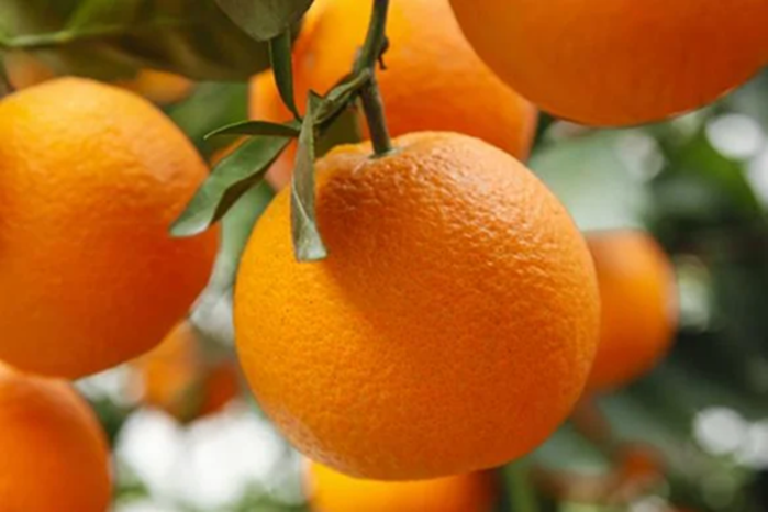 5 loại quả l&agrave; 