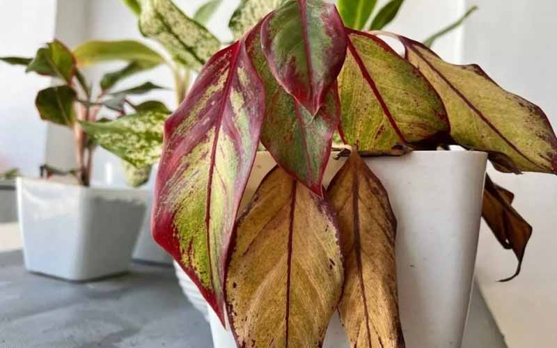 4 loại c&acirc;y cảnh kh&ocirc;ng n&ecirc;n để ở ph&ograve;ng kh&aacute;ch v&agrave; l&yacute; do cần biết - Ảnh 4.