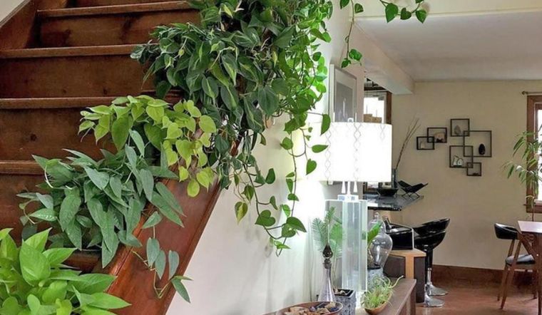 4 loại c&acirc;y cảnh kh&ocirc;ng n&ecirc;n để ở ph&ograve;ng kh&aacute;ch v&agrave; l&yacute; do cần biết - Ảnh 3.