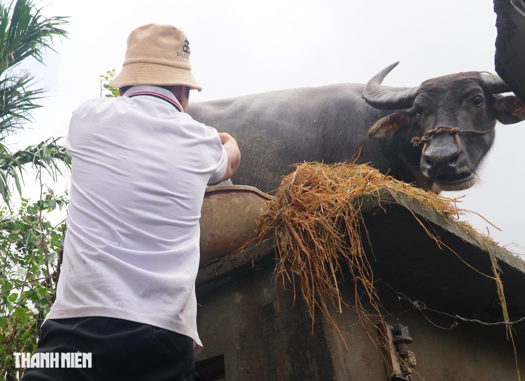 Con trâu mắc kẹt trên mái nhà: Chủ hứa không cho cày bừa, nuôi đến cuối đời - Ảnh 2.