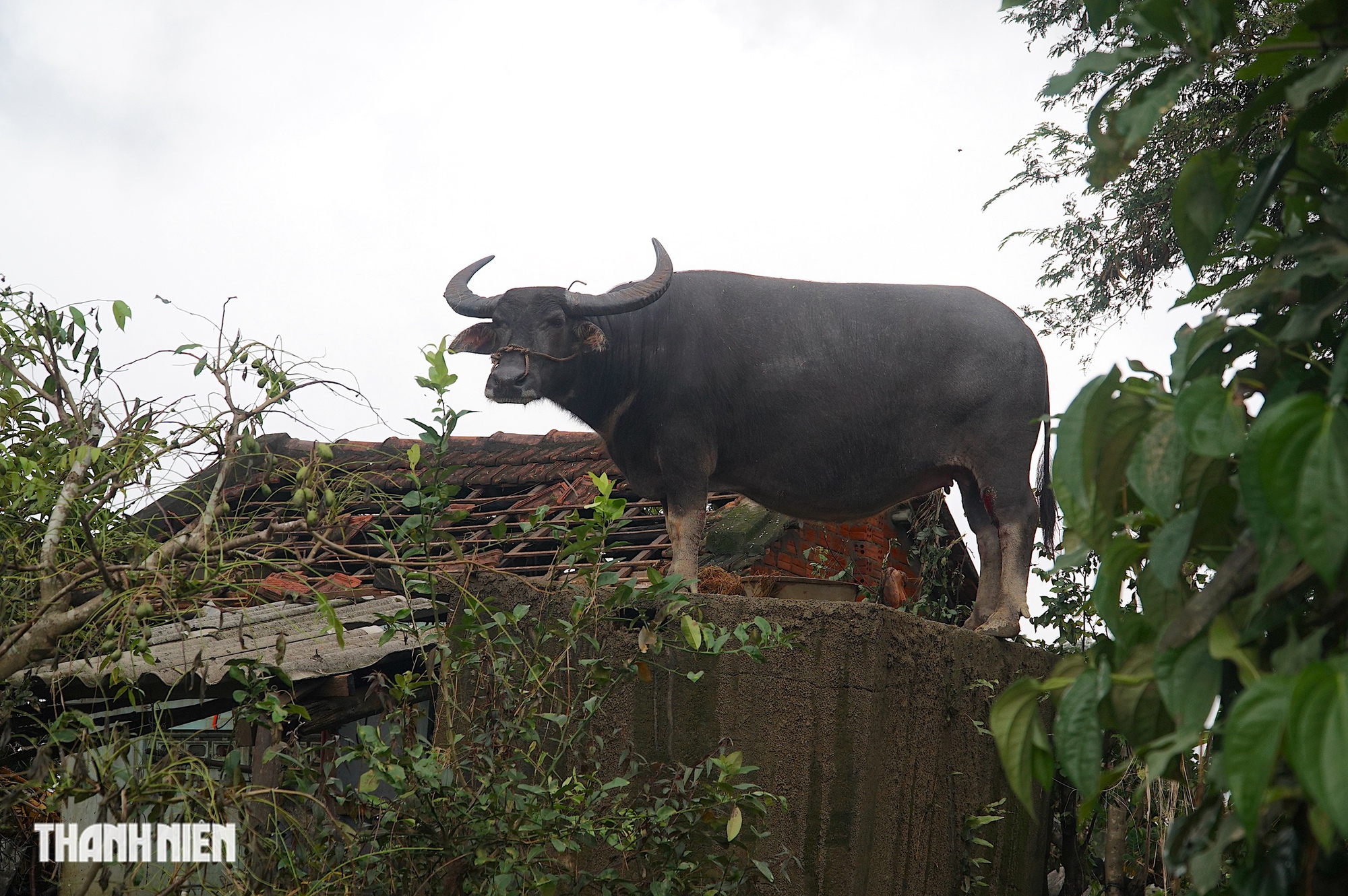 Con trâu mắc kẹt trên mái nhà: Chủ hứa không cho cày bừa, nuôi đến cuối đời - Ảnh 1.