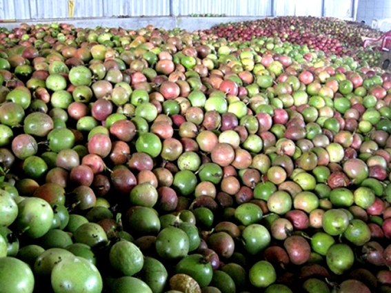 Chanh leo Việt Nam tăng trưởng xuất khẩu mạnh mẽ sang Trung Quốc v&agrave; thế giới - Ảnh 1.