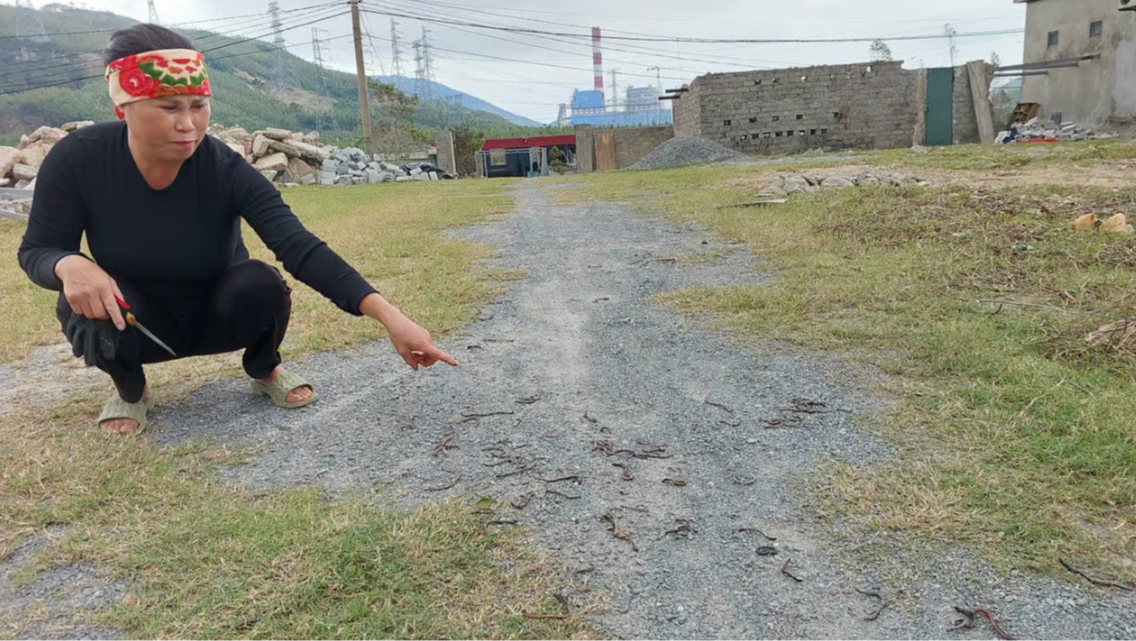 Hiện tượng giun chết bất thường ở Quảng Trị khiến dân tình xôn xao - Ảnh 2. Hiện tượng giun chết bất thường ở Quảng Trị khiến dân tình xôn xao - Ảnh 2.